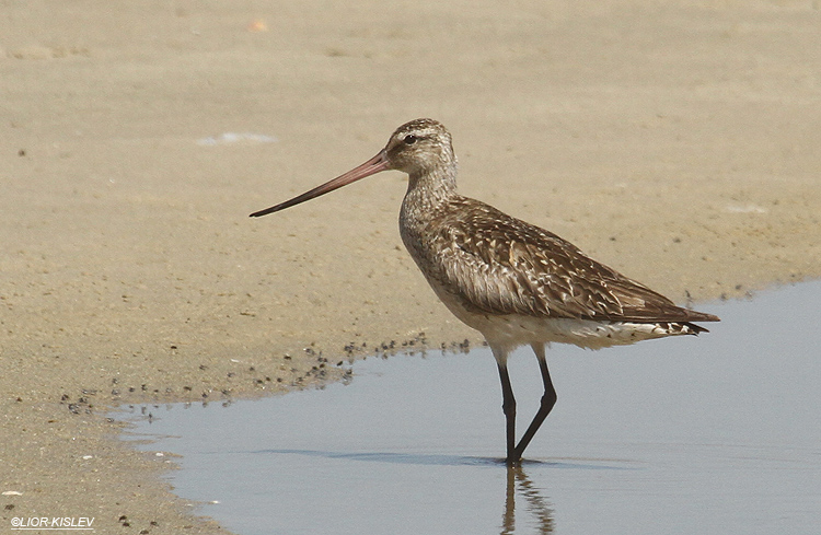    Bar-tailed Godwit   Limosa lapponica  ,Maagan Michael,September 2012, Lior Kislev